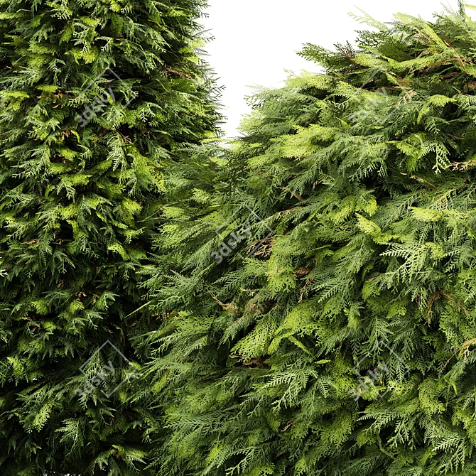 Golden Globe Dwarf Thuja: Evergreen Shrubs for Stunning Landscapes 3D model image 2