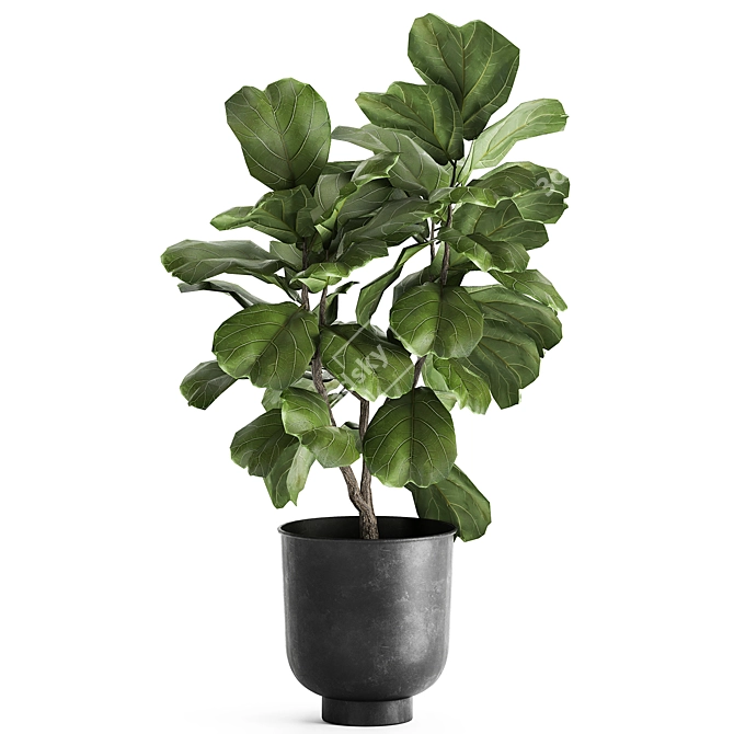 Tropical Exotic Plant Collection 3D model image 2