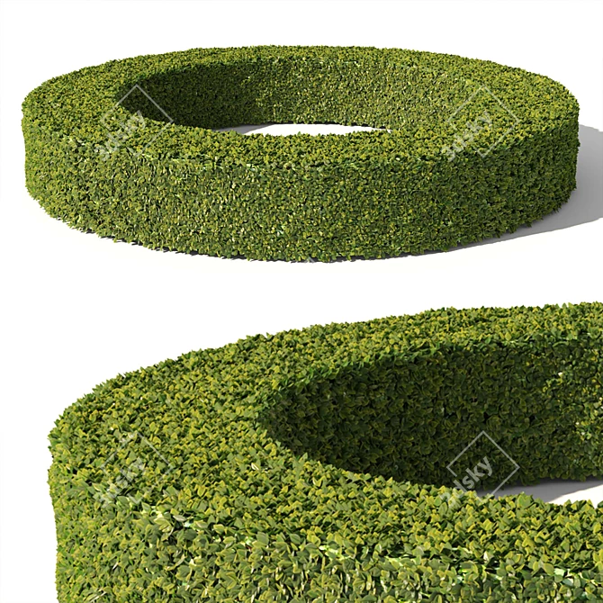 Evergreen Buxus Sempervirens Shrub 3D model image 3