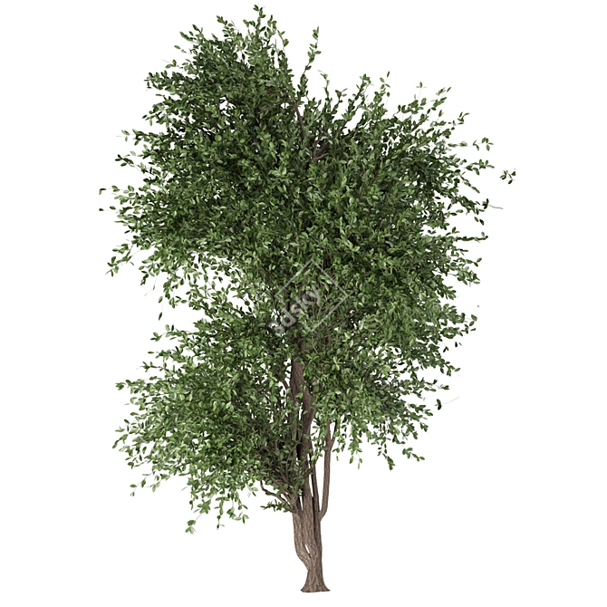 Lush Plant Collection Vol. 112 3D model image 2