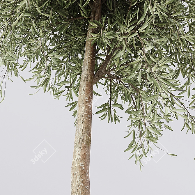 Premium Quality Detailed Tree 3D model image 2