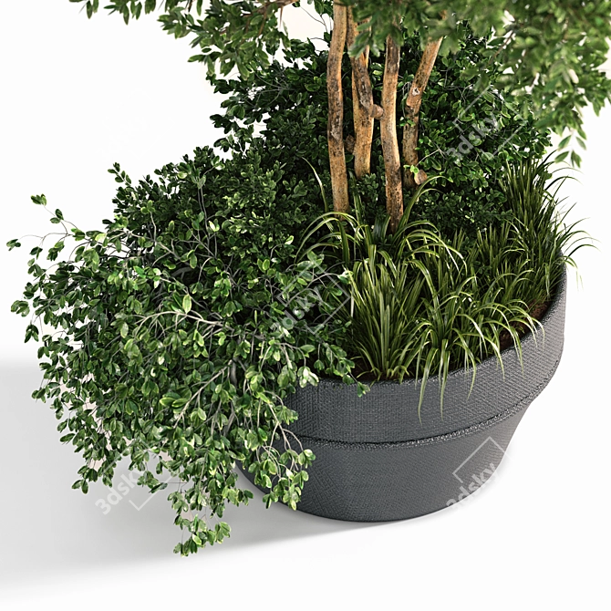 Outdoor Oasis Plant Set 3D model image 2