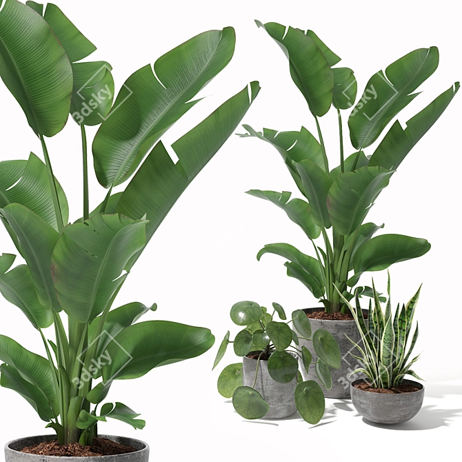 Tropical Plant Set: Sansevieria, Japanese Banana, Ficus, Pilea 3D model image 3