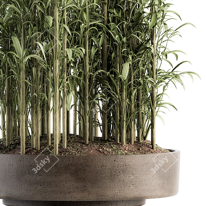 Tall Bamboo Set: Stunning Indoor Greenery! 3D model image 2