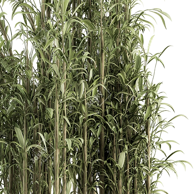 Tall Bamboo Set: Stunning Indoor Greenery! 3D model image 4