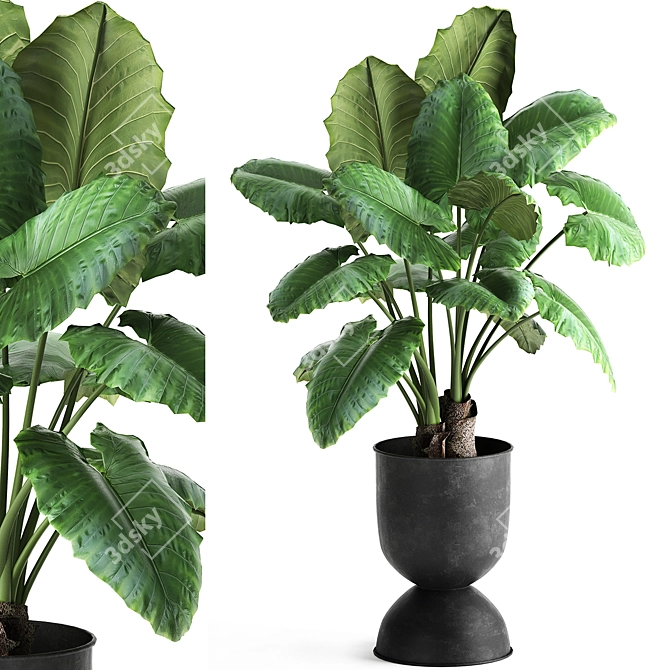 Tropical Collection: Exotic Alocasia Plants 3D model image 1