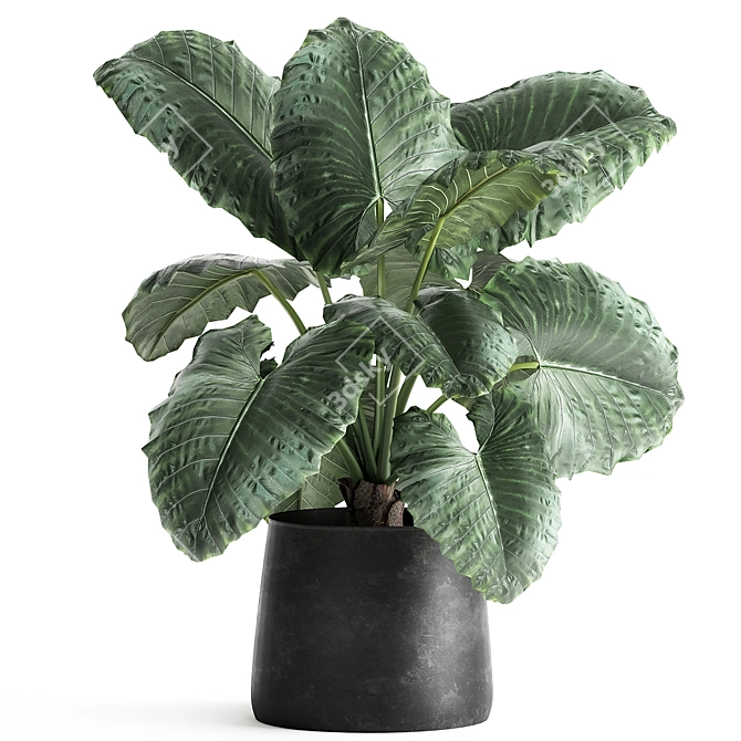 Exotic Plant Collection: Alocasia Macrorrhiza in Reclaimed Iron Coppa Pot 3D model image 1