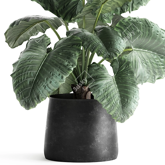 Exotic Plant Collection: Alocasia Macrorrhiza in Reclaimed Iron Coppa Pot 3D model image 2