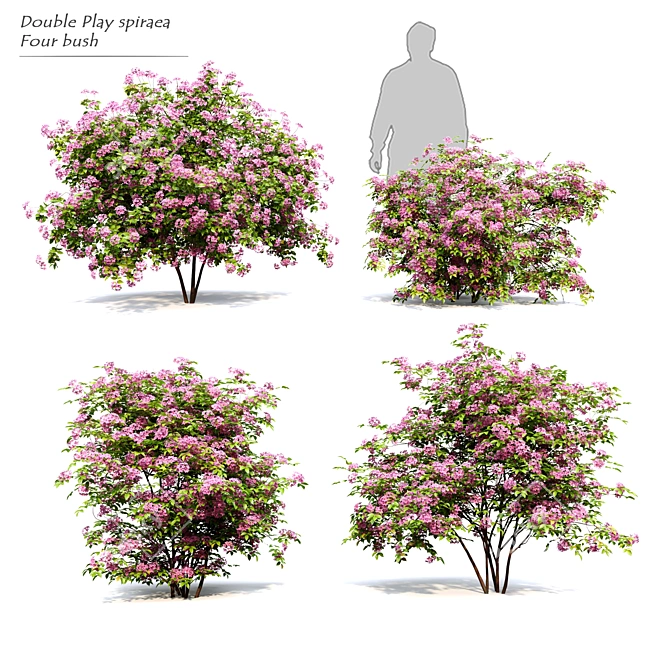 Double Play Spiraea: Vray Material, 4 Models 3D model image 1