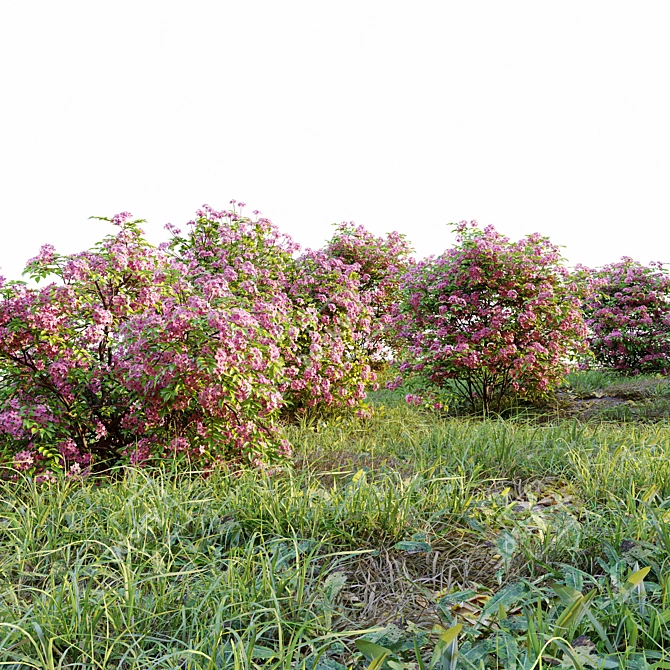 Double Play Spiraea: Vray Material, 4 Models 3D model image 2