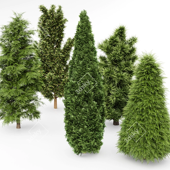 5 Evergreen Trees - Leyland Cypress, Slender Hinoki, Rocky Mountain - 4K Texture - 3D Models 3D model image 3