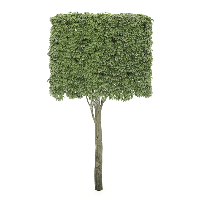 Rectangular Shaped Tree: Unique & Natural 3D model image 1