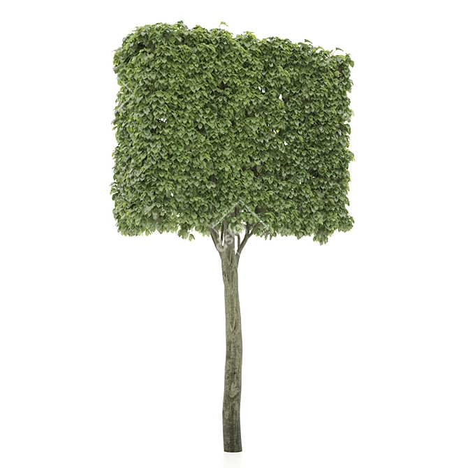 Rectangular Shaped Tree: Unique & Natural 3D model image 2