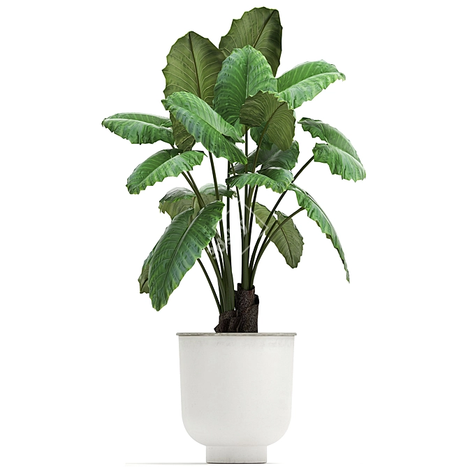 Tropical Plant Collection, White Pots 3D model image 7