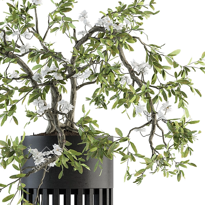 Majestic Bonsai Duo: Indoor Plant Set 3D model image 2