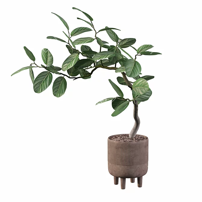 Tropical Elegance: Ficus Benghalensis 3D model image 2