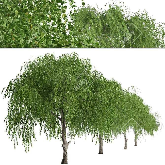 Chinese Elm Trees: Stunning Pair for your Garden! 3D model image 4