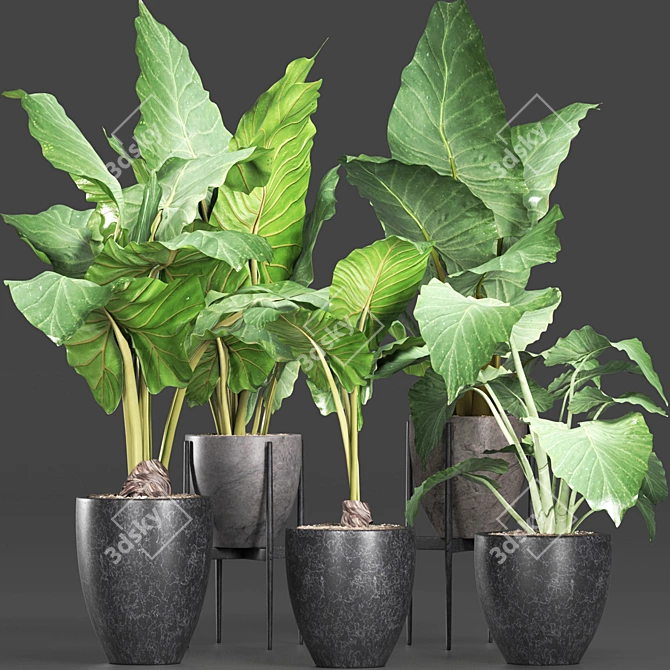 Exquisite Alocasias Collection | 215 Varieties 3D model image 2