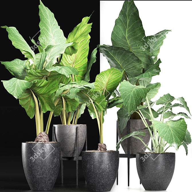 Exquisite Alocasias Collection | 215 Varieties 3D model image 6