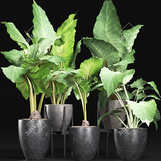 Exquisite Alocasias Collection | 215 Varieties 3D model image 7