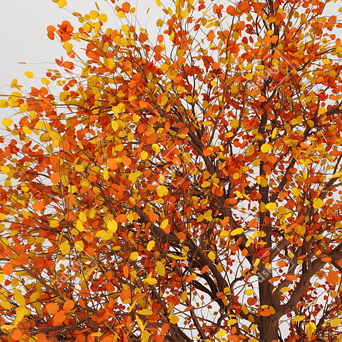 Autumnal Tree Pack: 2 Unique Trees 3D model image 4