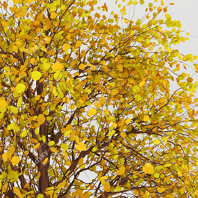 Autumnal Tree Pack: 2 Unique Trees 3D model image 5