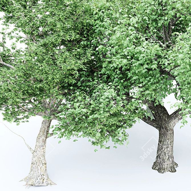  3 Distinctive Tree Models - American Beech, Sycamore, and Amur Cork 3D model image 3