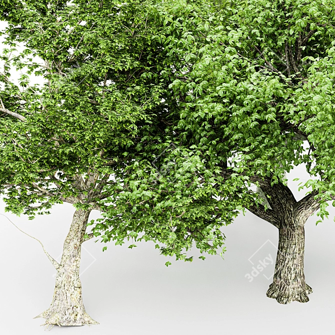  3 Distinctive Tree Models - American Beech, Sycamore, and Amur Cork 3D model image 6