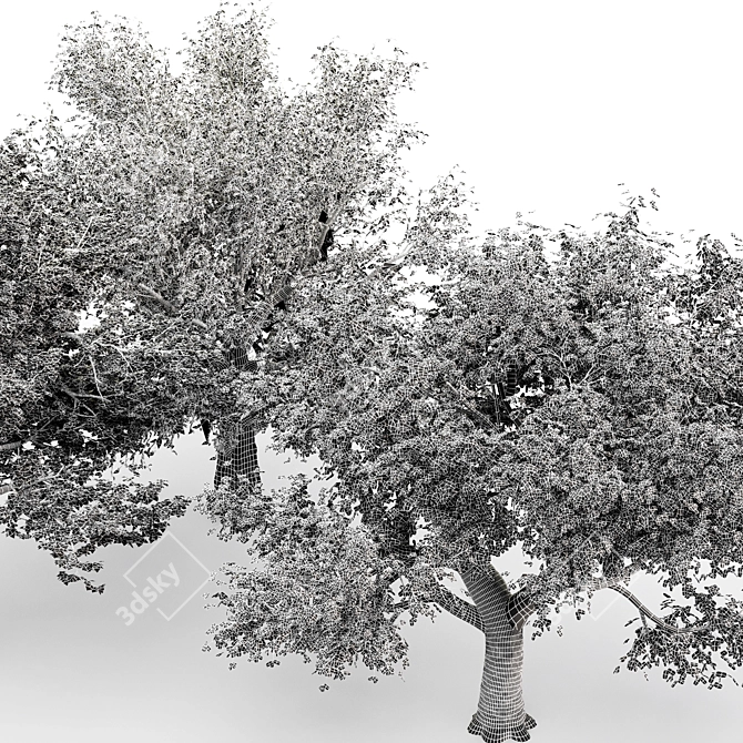  3 Distinctive Tree Models - American Beech, Sycamore, and Amur Cork 3D model image 8