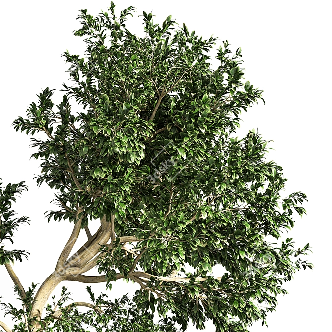 Versatile Garden Set: Bush and Tree Collection 3D model image 5