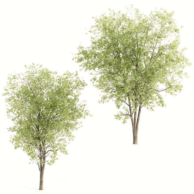 Dual Ashes Tree Sculptures 3D model image 1