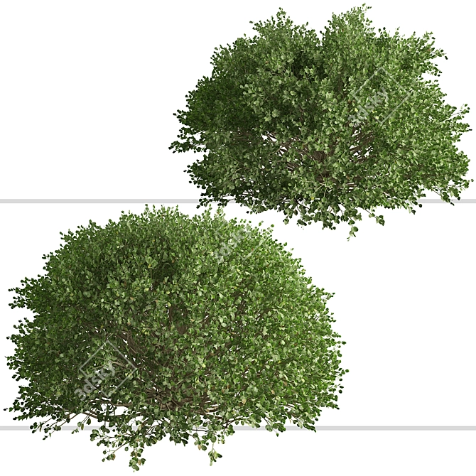 3-Piece Boxwood Shrub Set: Elegant & Evergreen 3D model image 1