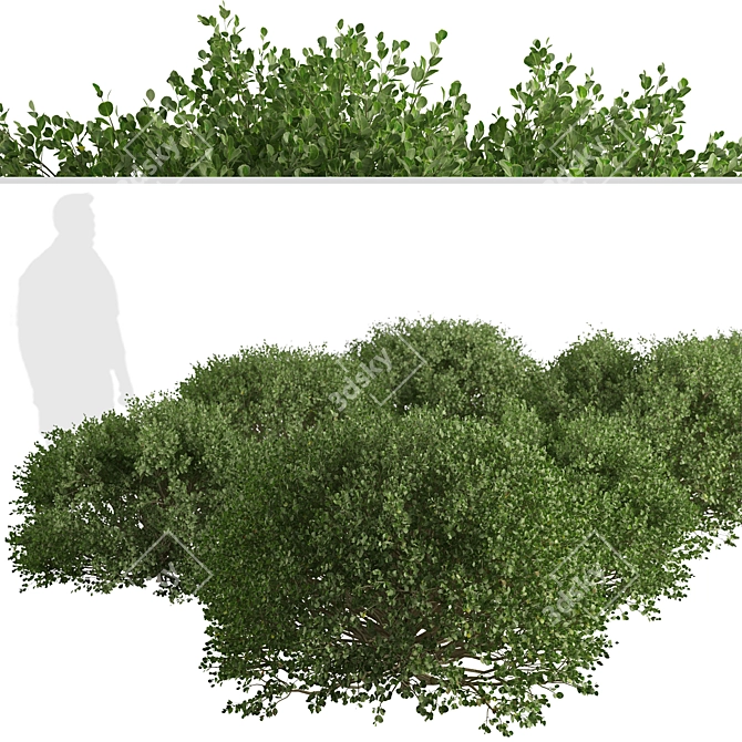 3-Piece Boxwood Shrub Set: Elegant & Evergreen 3D model image 3