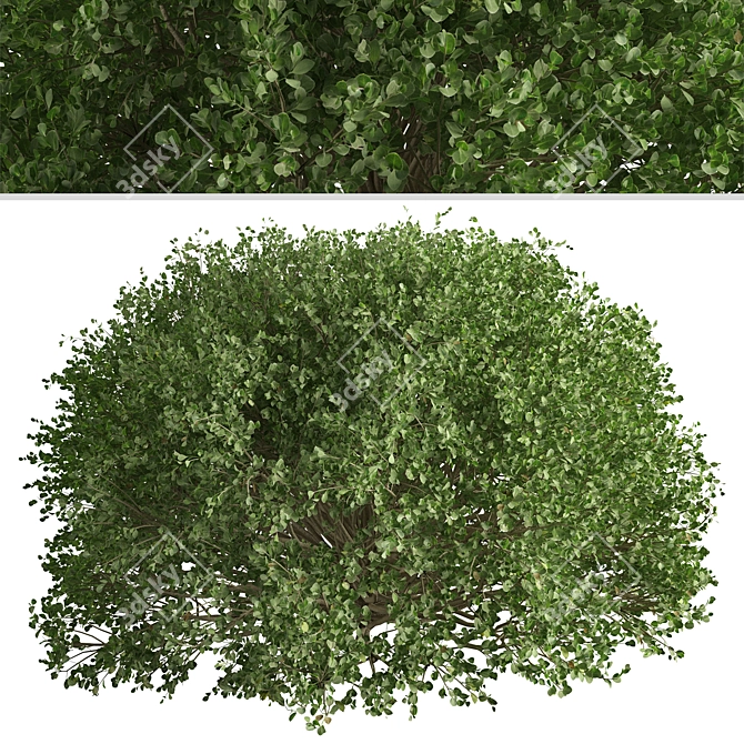 3-Piece Boxwood Shrub Set: Elegant & Evergreen 3D model image 5