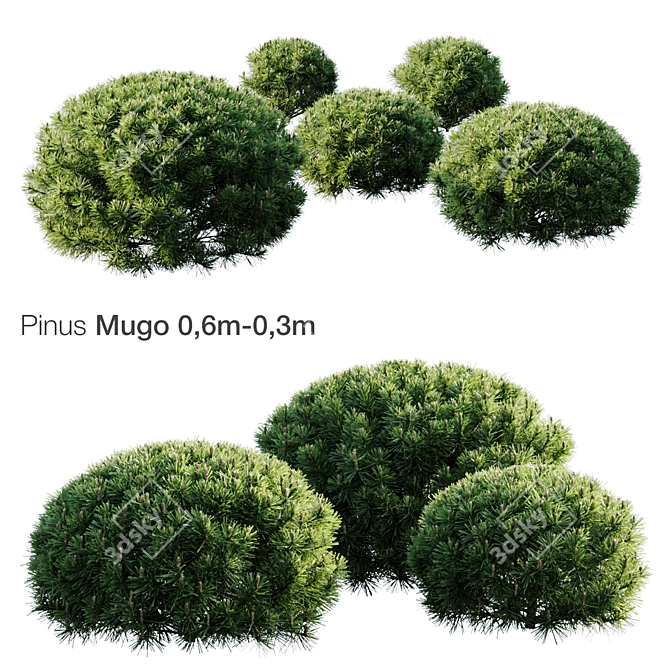 Majestic Mountain Pine Mugo 3D model image 1