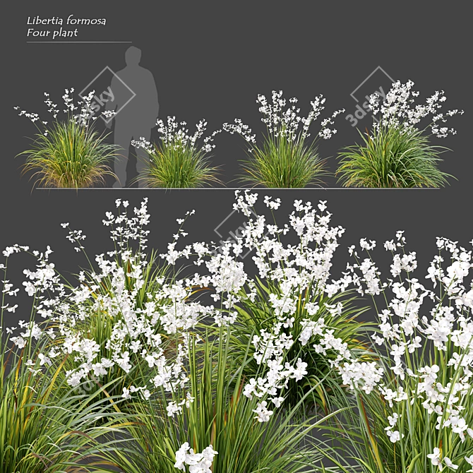 Graceful Libertia Formosa: Versatile 3D Floral Set 3D model image 1
