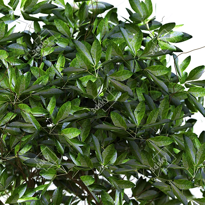 Elegant Foliage Interior Bushes 3D model image 2