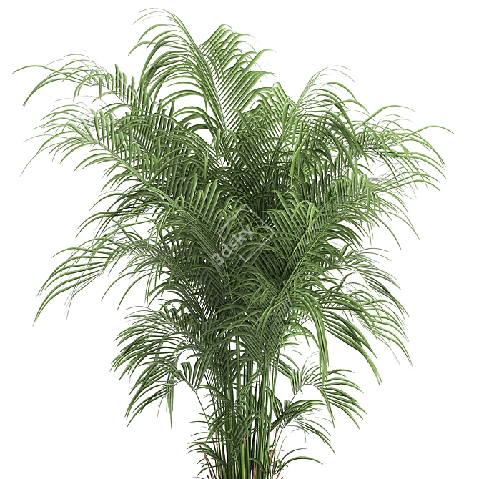 Tropical Plant Collection: Exotic & Decorative in Black Pots 3D model image 3