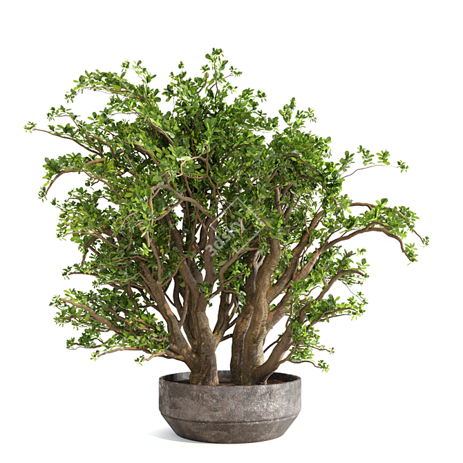 Zen Bliss: Jade Plants Set 3D model image 3