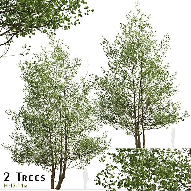 Versatile Black Alder Trees: 2-Pack 3D model image 2