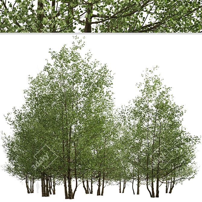 Versatile Black Alder Trees: 2-Pack 3D model image 3