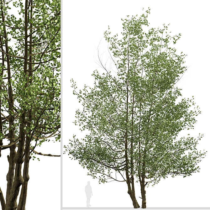 Versatile Black Alder Trees: 2-Pack 3D model image 4