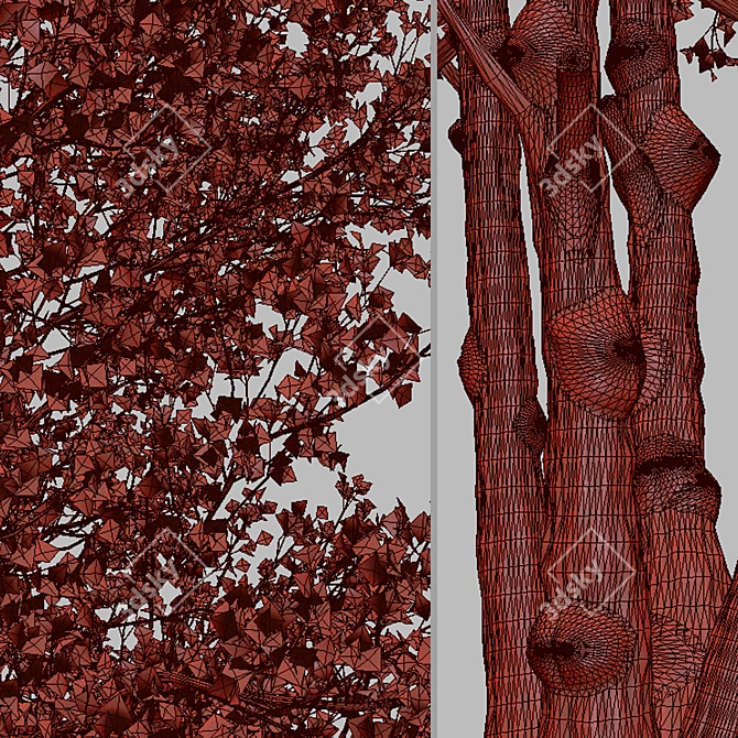 Versatile Black Alder Trees: 2-Pack 3D model image 6