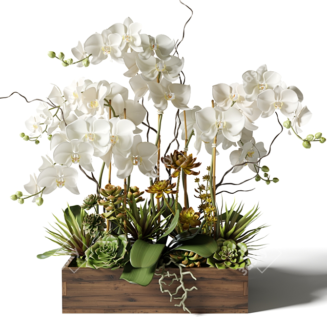 Elegant White Orchid & Succulent Arrangement 3D model image 1