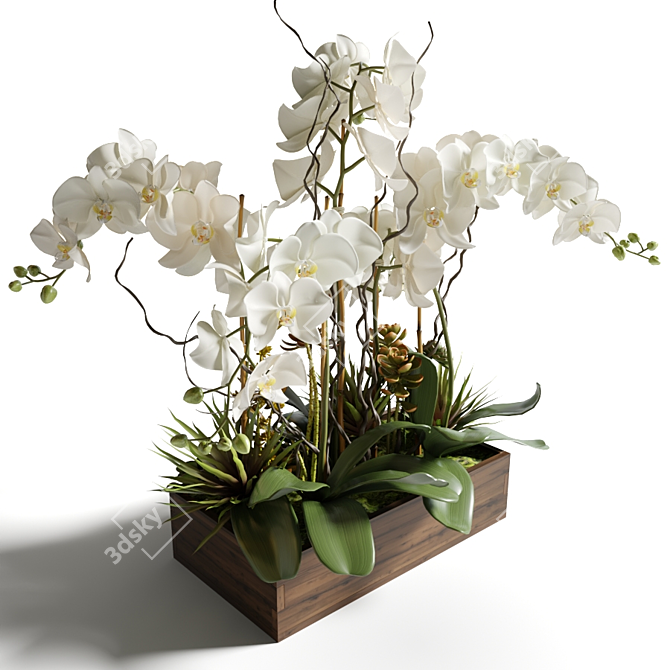 Elegant White Orchid & Succulent Arrangement 3D model image 2
