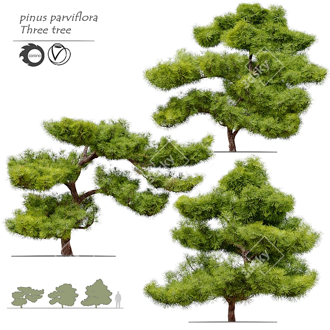 Exquisite Pinus Parviflora Bonsai 3D model image 1