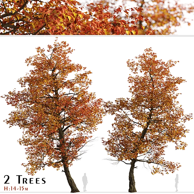 Stunning Set of Acer Buergerianum Trees 3D model image 1