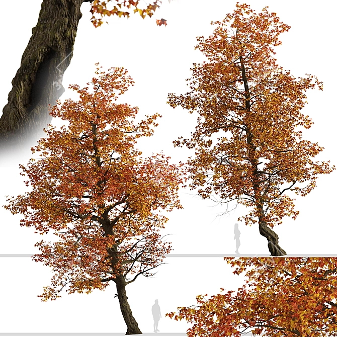 Stunning Set of Acer Buergerianum Trees 3D model image 2