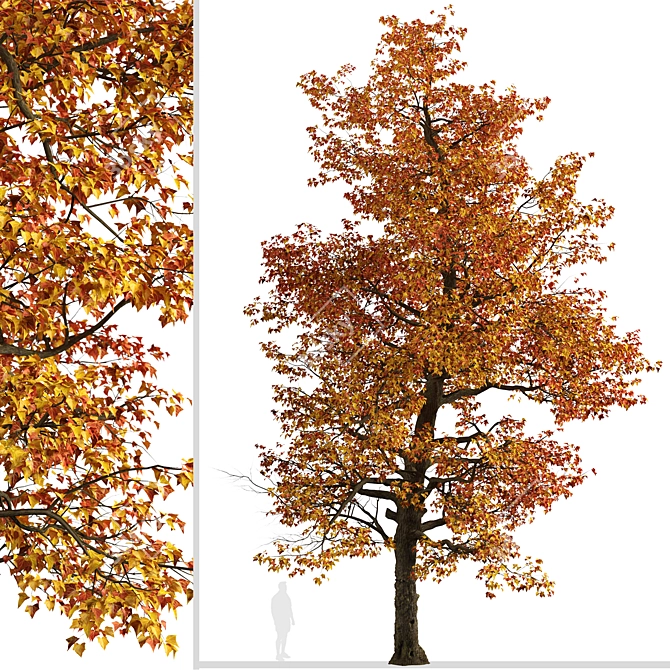Stunning Set of Acer Buergerianum Trees 3D model image 4