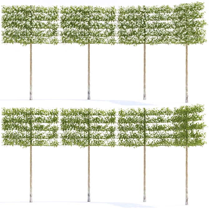 Lush Blooming Apple Tree Trellis 3D model image 2